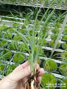 精品麻,传承与创新之旅